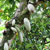 cacao commerce equitable
